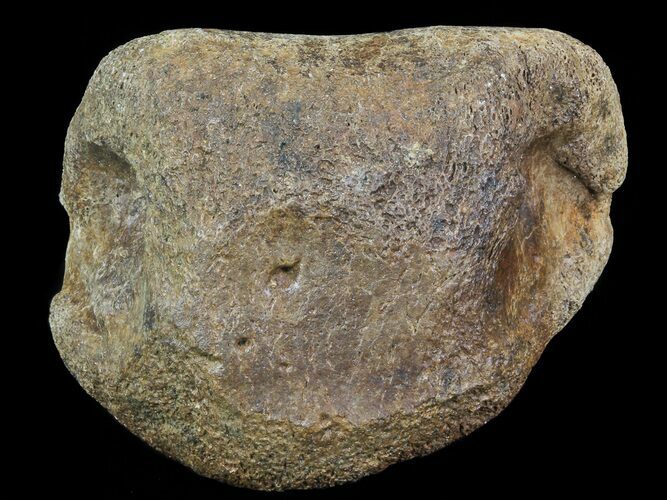 Hadrosaur Toe Bone - Alberta (Disposition #-) #71657